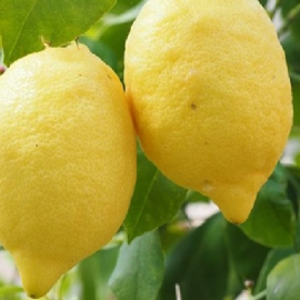 لیمو سنگی