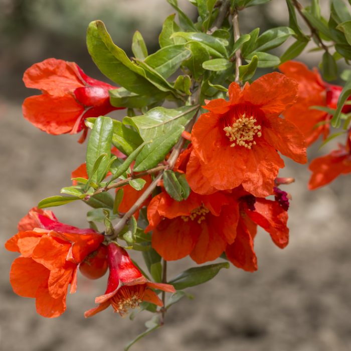 shutterstock_424961713