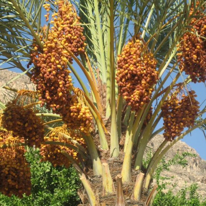 خرمای شاهانی-2